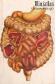 Miniatlas Gastroenterologia
