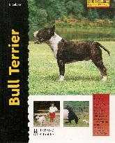 Bull Terrier