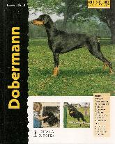 Doberman