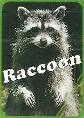 Cartas Raccoon 