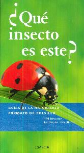 Que insecto es este?