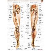 Maxi Atlas Marbán Láminas: Huesos y  Músculos 6