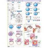Maxi Atlas Marbn Lminas: Embriologia 1