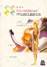 Las cadenas musculares II