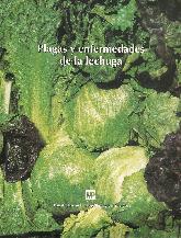 Plagas y enfermedades de la lechuga