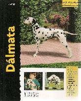 Dalmata