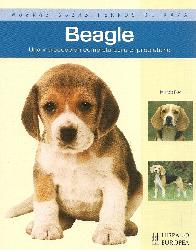 Beagle