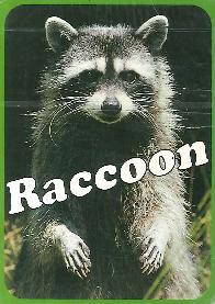 Cartas Raccoon