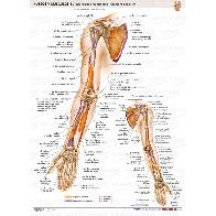Maxi Atlas Marbn Lminas: Huesos y Msculos 5
