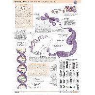 Maxi Atlas Marbn Lminas: Citologa 1