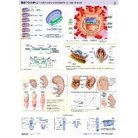 Maxi Atlas Marbn Lminas: Embriologa 2
