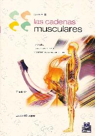 Las cadenas musculares II