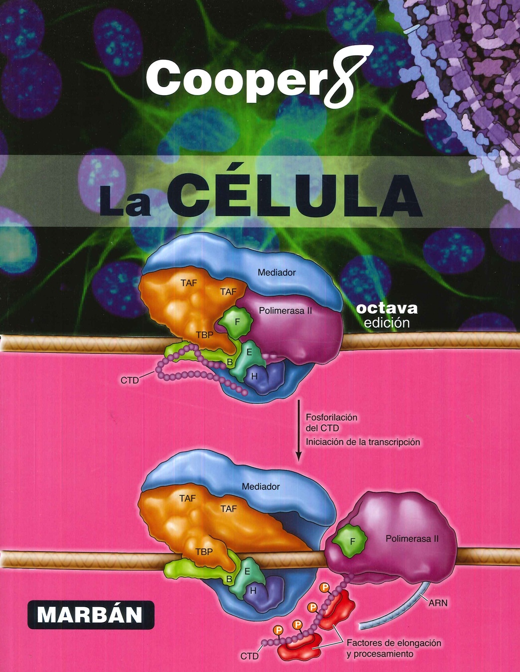 La Celula de Cooper 8